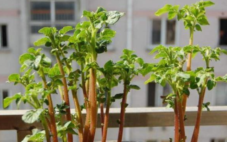 土豆种植技术 不催芽_土豆种催芽的方法_土豆种怎么崔芽