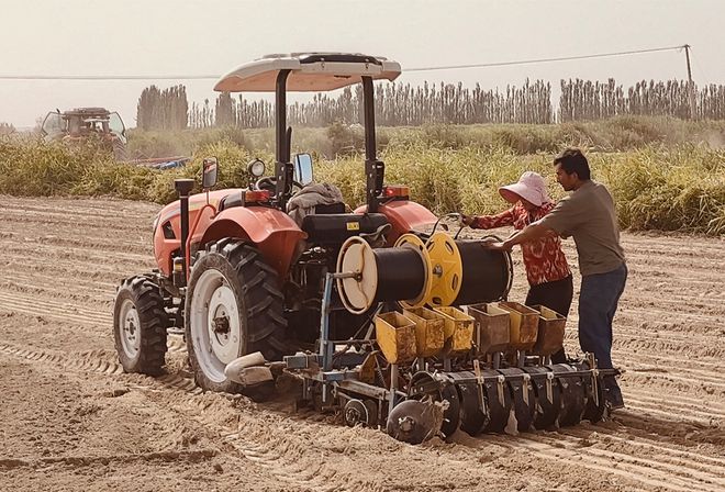 库尔勒市：特色甘草种植 助力农民增收致富