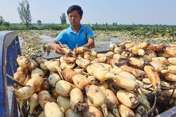 花生出口致富经_花生出口现状_花生出口大国