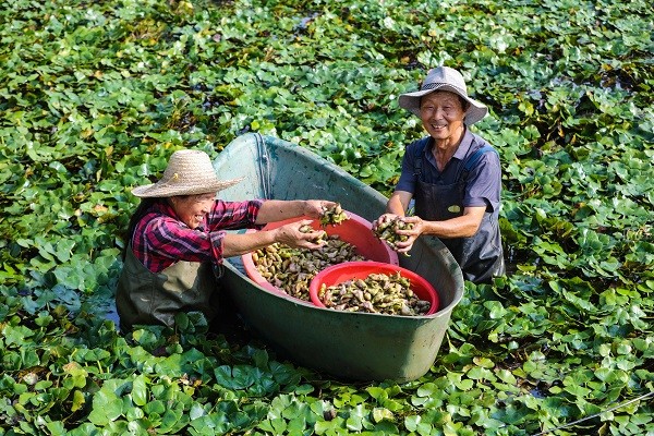 花生出口致富经_花生出口大国_花生出口现状