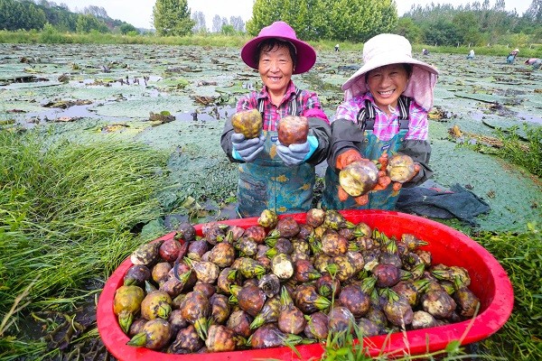 花生出口大国_花生出口致富经_花生出口现状