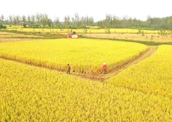 花生出口大国_花生出口致富经_花生出口现状