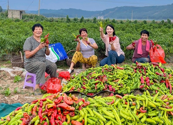 花生出口大国_花生出口现状_花生出口致富经