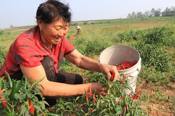 花生出口现状_花生出口大国_花生出口致富经