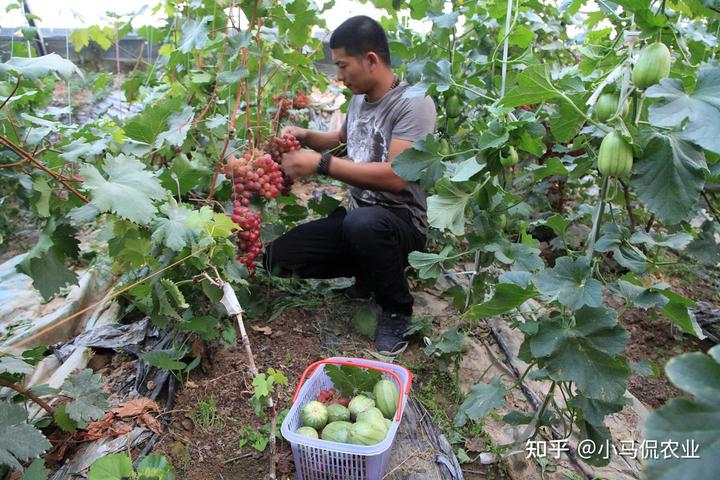 大棚里冬天结葡萄致富经_冬季大棚葡萄种植_冬季大棚葡萄养殖技术