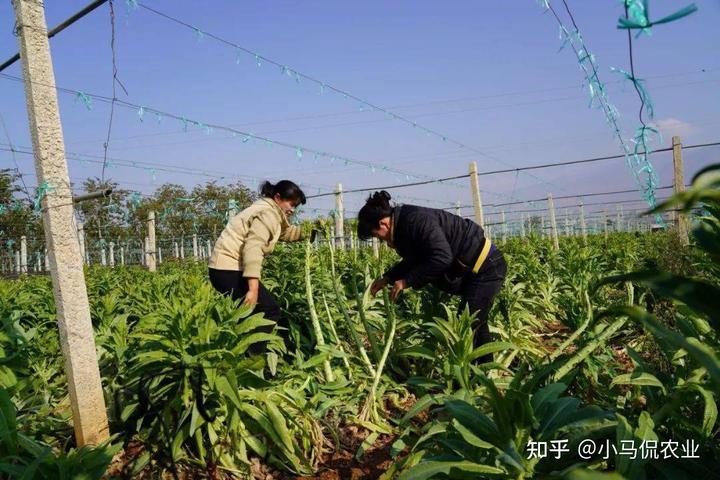 冬季大棚葡萄种植_冬季大棚葡萄养殖技术_大棚里冬天结葡萄致富经