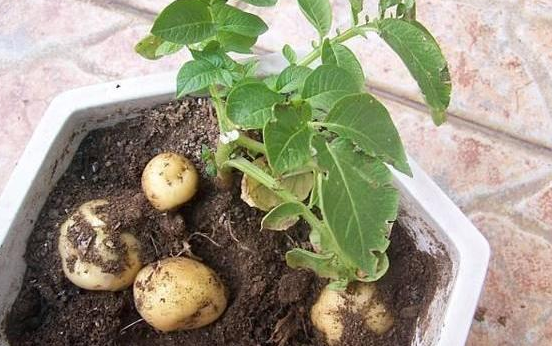 土豆种植催芽技术有哪些_土豆种植催芽技术视频_土豆种植技术 不催芽