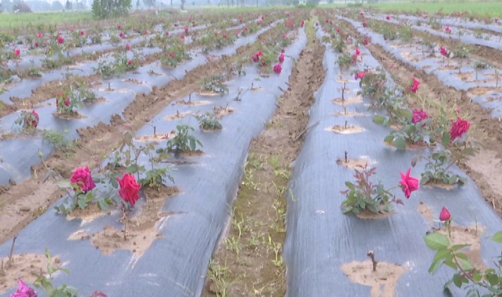 农村种植花卉的销路_种花致富经_农民花卉种植致富