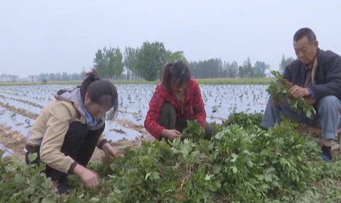 种花致富经_农民花卉种植致富_农村种植花卉的销路