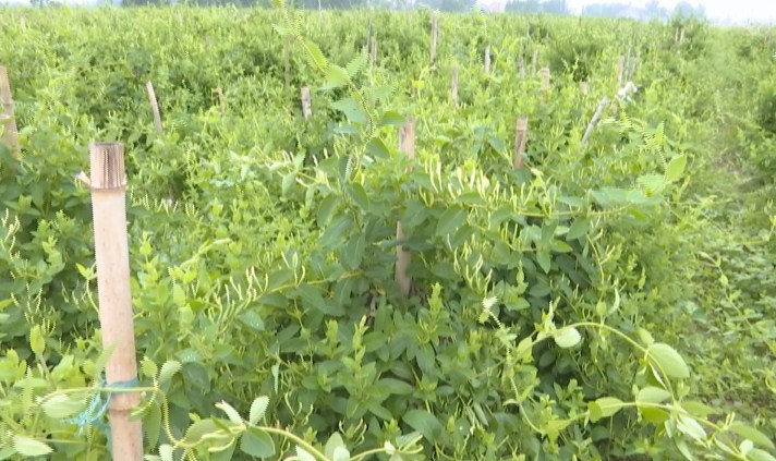 农民花卉种植致富_种花致富经_农村种植花卉的销路