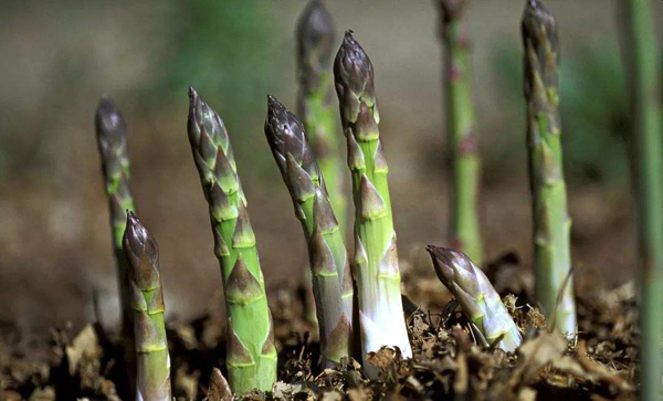 芦笋几月份种植？露天芦笋苗的种植方法