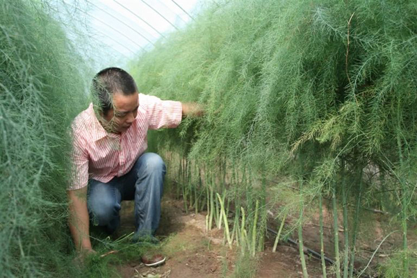 芦笋几月份种植？露天芦笋苗的种植方法