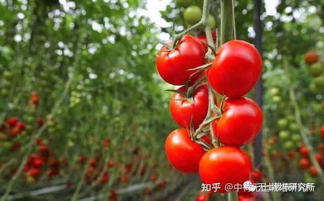视频番茄种植露地技术教程_番茄栽培视频_露地番茄种植技术视频