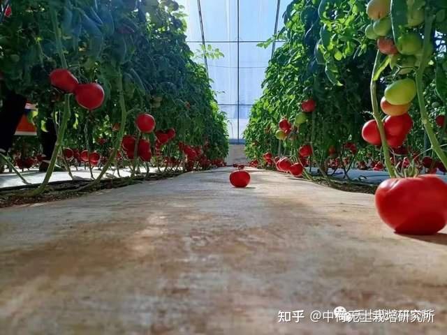露地番茄种植技术视频_番茄栽培视频_视频番茄种植露地技术教程