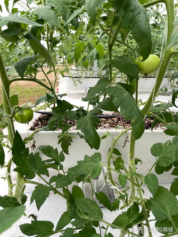 茄子夏季栽培技术_茄子夏季温室种植技术要点_温室茄子夏季种植技术