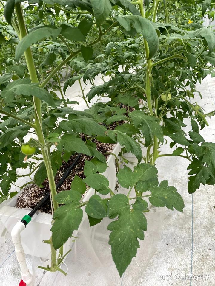 温室茄子夏季种植技术_茄子夏季温室种植技术要点_茄子夏季栽培技术