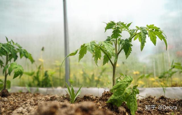 视频番茄种植露地技术教程_番茄栽培视频_露地番茄种植技术视频