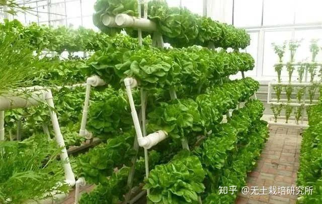 种植致富经_成熟种植致富方法_种植致富业