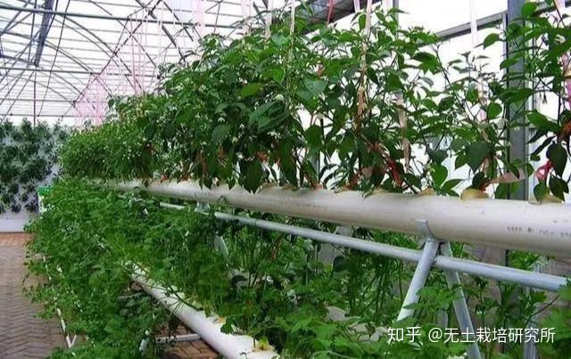 种植致富经_种植致富业_成熟种植致富方法