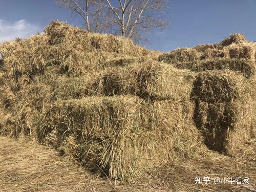 育肥养牛的利润与成本_养殖育肥牛致富_致富养殖牛育肥视频