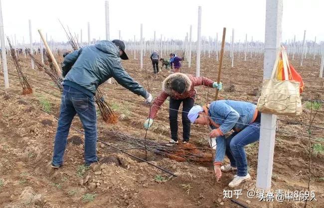 种植枣树方法技术要点_种植枣树方法技术视频_枣树的种植方法和技术