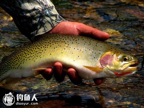 油葫芦养殖技术_葫芦养护油_油葫芦人工养殖视频