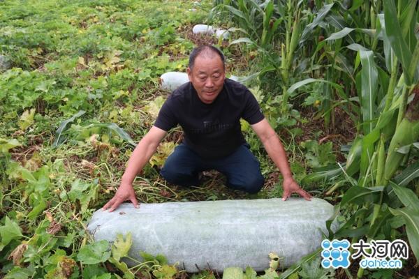 致富经云南冬瓜猪_冬瓜猪养殖投资多少钱_冬瓜猪致富经