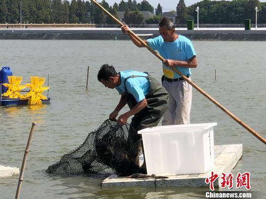 致富经室内养殖螃蟹_致富经大棚养螃蟹视频_致富经 室内养蟹