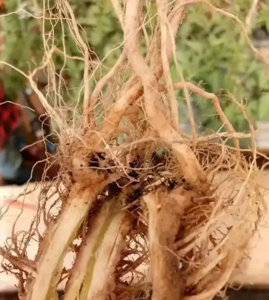 番茄种植技术与栽培技术_番茄种植技术大全_番茄种植大全技术视频