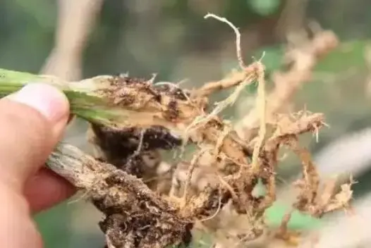 番茄种植技术大全_番茄种植大全技术视频_番茄种植技术与栽培技术