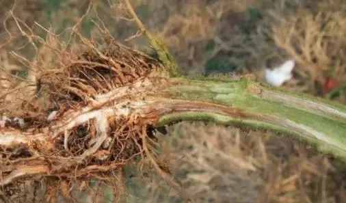 番茄种植技术与栽培技术_番茄种植大全技术视频_番茄种植技术大全