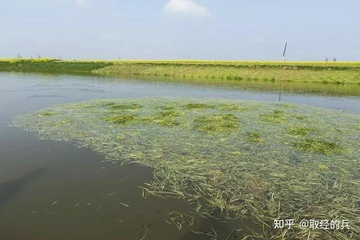 农村养鱼饵料来源与养殖模式