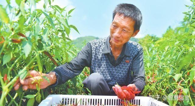 农村大棚种植蔬菜技术_蔬菜大棚种植农村技术规范_蔬菜大棚种植农村技术要求