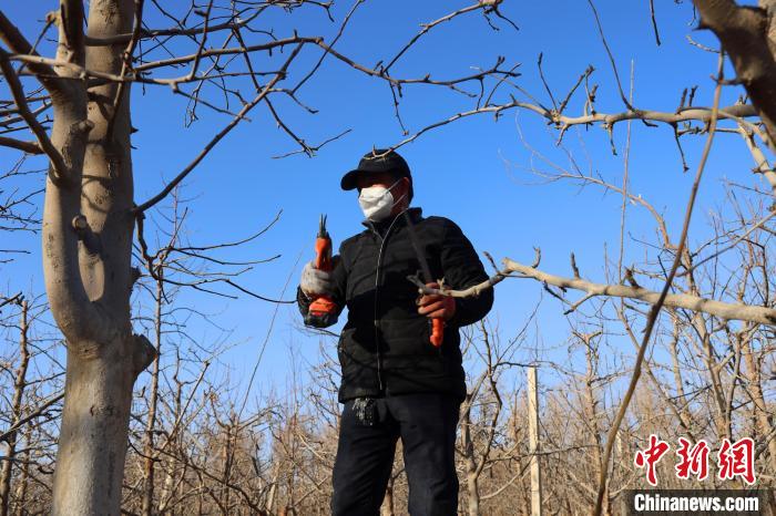 新疆兵团：特色林果种植托起乡村致富梦