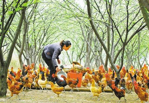 致富养殖农村有补贴吗_如何在农村养殖致富_农村致富养殖项目