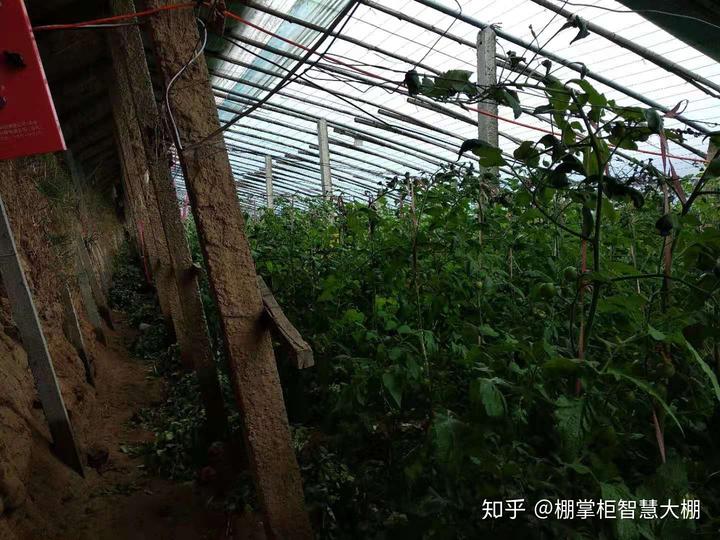 枣树大棚_大棚种枣种植技术_大棚枣树种植效益怎样