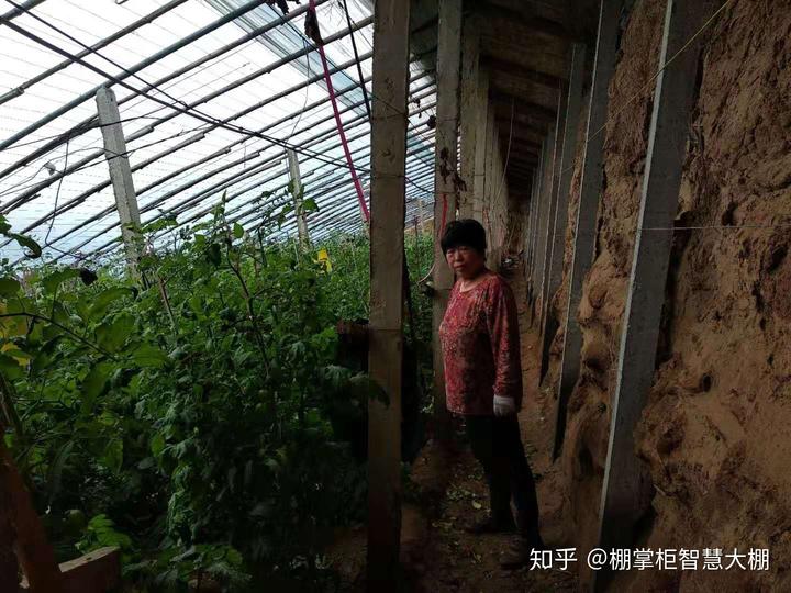 大棚枣树种植效益怎样_大棚种枣种植技术_枣树大棚