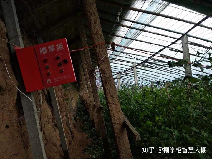 大棚枣树种植效益怎样_大棚种枣种植技术_枣树大棚