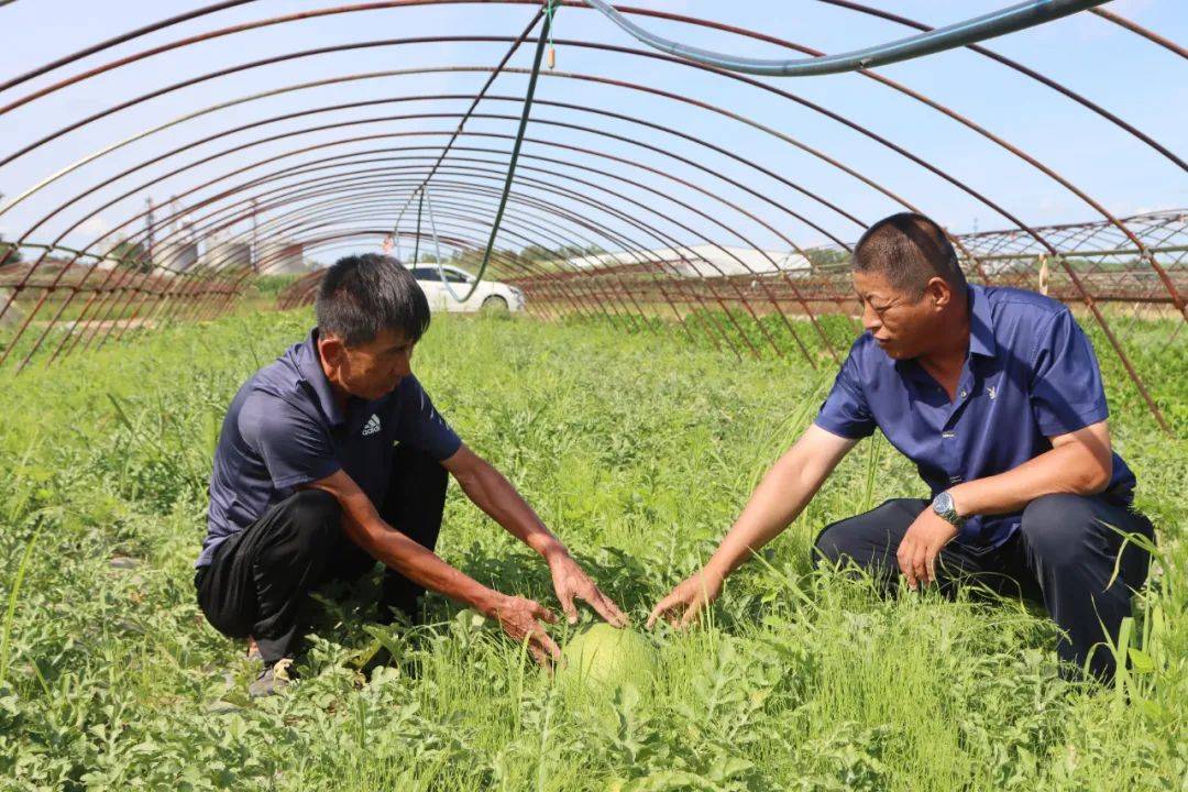 香瓜高产种植技术视频_香瓜致富经_香瓜种植效益怎么样