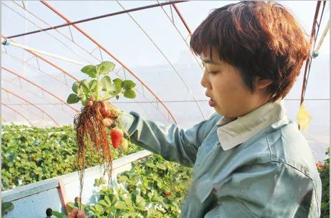 致富经青岛王倩种草莓_致富经青岛王倩种草莓_致富经青岛王倩种草莓