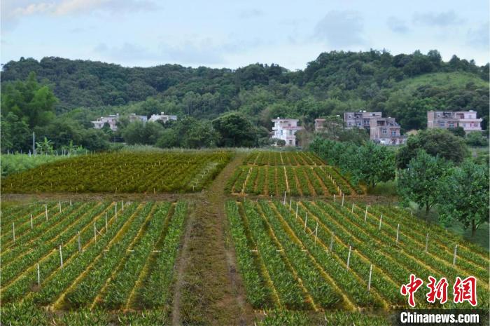 澳洲坚果种植基地。　广东省林业局 供图