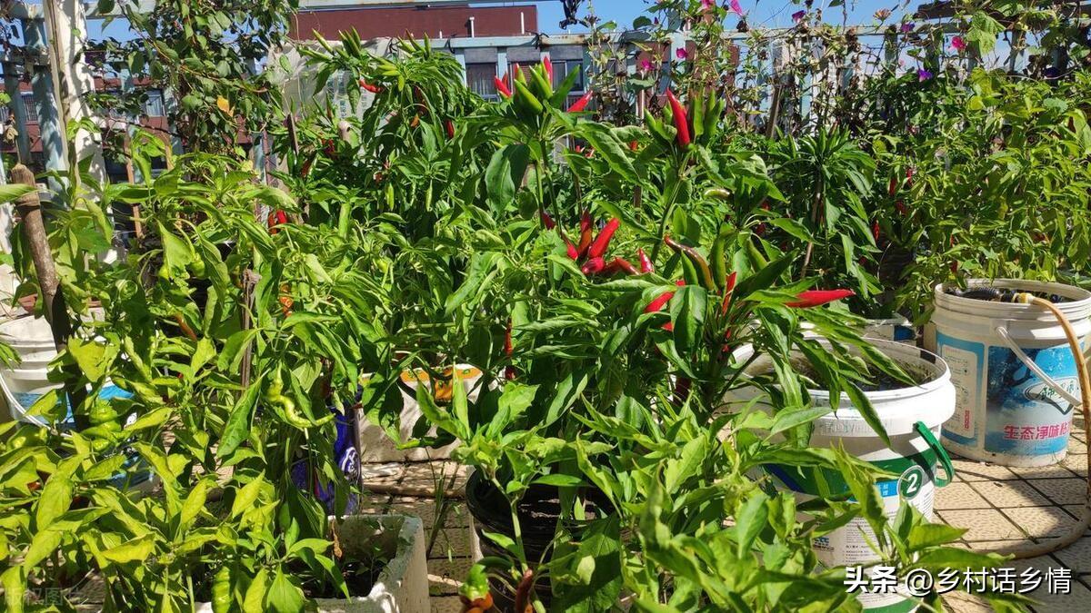 1_家里种植蔬菜方法，家里种植什么花好