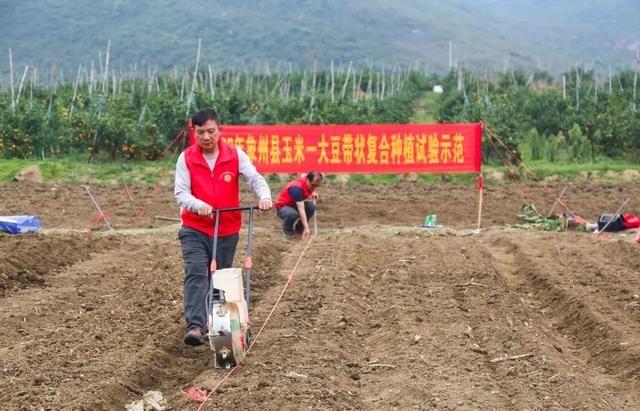 玉米大豆带状复合种植，记住这4点增肥增产，每亩间接收益600元