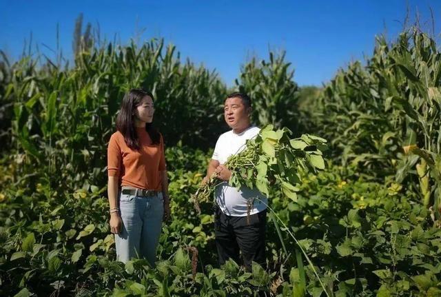 东北地区种黄豆时间_东北黄豆的种植技术_黄豆东北种植技术与管理