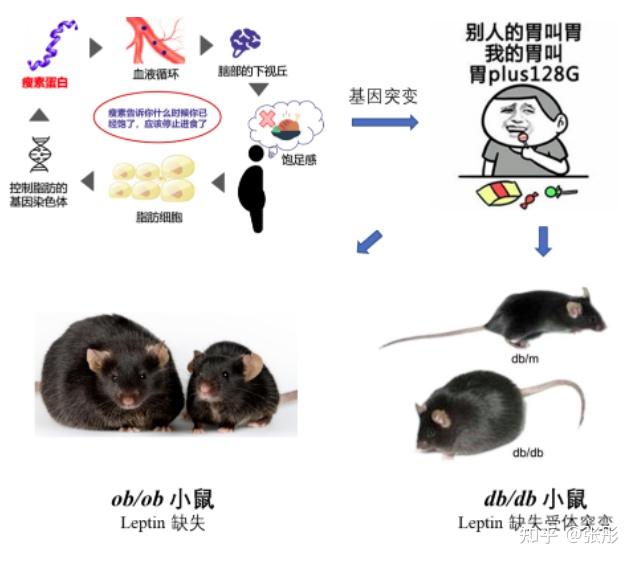 DB/DB MICE——自发性Ⅱ型糖尿病小鼠