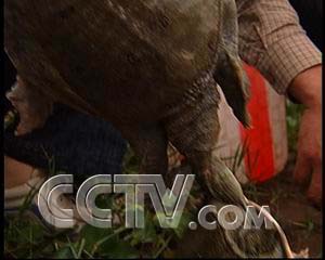 CCTV7致富经震泽镇龟鳖养殖_CCTV7致富经震泽镇龟鳖养殖_CCTV7致富经震泽镇龟鳖养殖