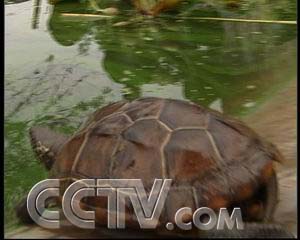 CCTV7致富经震泽镇龟鳖养殖_CCTV7致富经震泽镇龟鳖养殖_CCTV7致富经震泽镇龟鳖养殖
