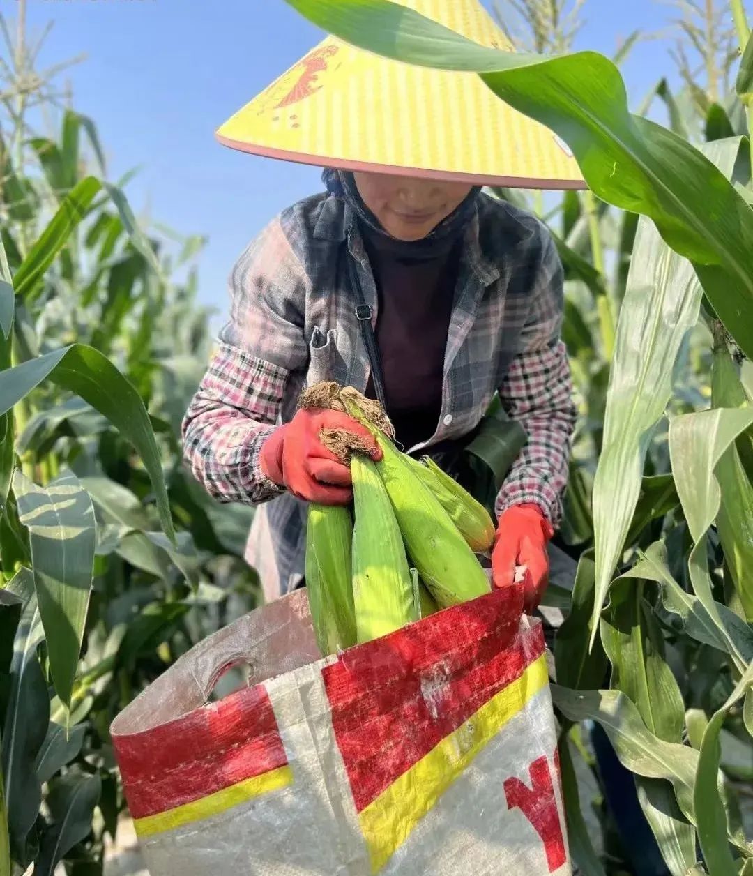 糯玉米种植技术视频_花糯玉米种植技术_玉米糯种植花技术视频