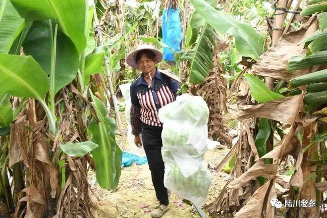 种植香蕉致富故事_香蕉致富种植故事大全_香蕉种植收益