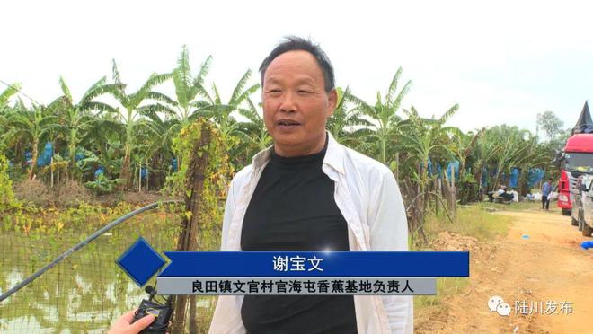 香蕉致富种植故事大全_香蕉种植收益_种植香蕉致富故事